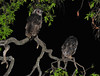 Verreauxs Giant Eagle Owl
