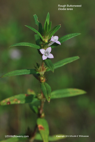Rough Buttonweed, Poor Joe - Diodia teres