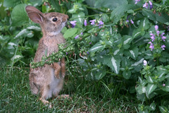 rabbit 139