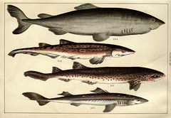 Anglų lietuvių žodynas. Žodis spiny dogfish reiškia dygliuotas ryklių lietuviškai.