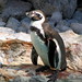Penguin Solo • <a style="font-size:0.8em;" href="http://www.flickr.com/photos/26088968@N02/5967066797/" target="_blank">View on Flickr</a>