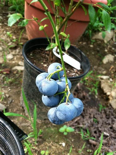 evolutionyou.net | garden blueberries