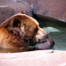 Brookfield Zoo Bear • <a style="font-size:0.8em;" href="http://www.flickr.com/photos/26088968@N02/5967637676/" target="_blank">View on Flickr</a>