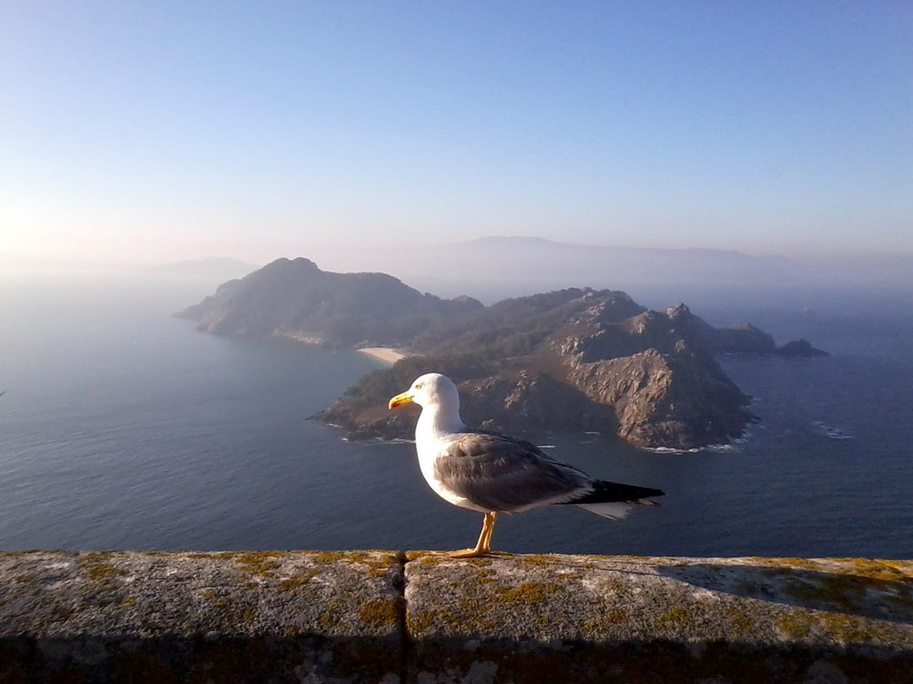 Seagull in Cies Islands / Gaivota nas Il by Iago., on Flickr