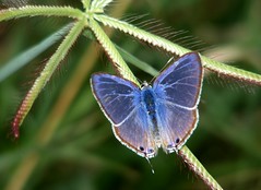 Anglų lietuvių žodynas. Žodis blue pea reiškia mėlyna žirnių lietuviškai.