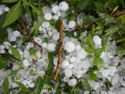 July 12 2011 Hail Storm 043 by WyoLibrarian, on Flickr