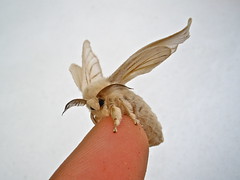 Anglų lietuvių žodynas. Žodis silkworm moth reiškia šilkaverpių drugių lietuviškai.