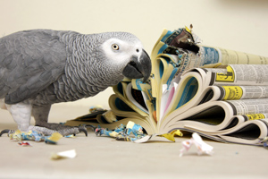 Parrot chewing on a phone book