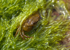 NHME - crab in seaweed • <a style="font-size:0.8em;" href="http://www.flickr.com/photos/30765416@N06/5941292193/" target="_blank">View on Flickr</a>