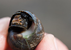 NHME - sea snail head • <a style="font-size:0.8em;" href="http://www.flickr.com/photos/30765416@N06/5941896572/" target="_blank">View on Flickr</a>