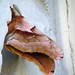 red Polyphemus Moth • <a style="font-size:0.8em;" href="http://www.flickr.com/photos/26088968@N02/5962883658/" target="_blank">View on Flickr</a>