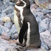 Penguin • <a style="font-size:0.8em;" href="http://www.flickr.com/photos/26088968@N02/5967620870/" target="_blank">View on Flickr</a>