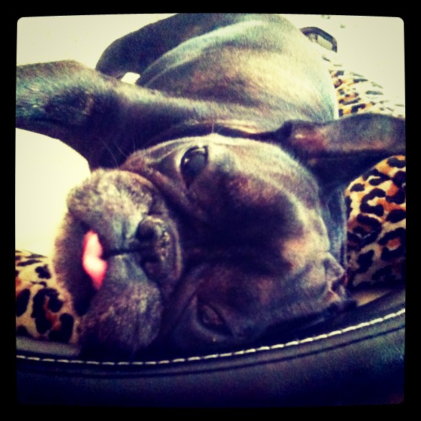 Pthhhh #frenchbulldog #frenchie #tongue