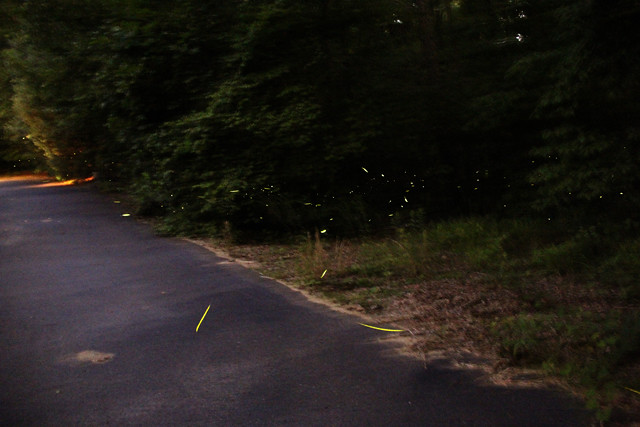 photographing fireflies