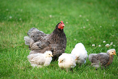 Chicks! by picto:graphic, on Flickr