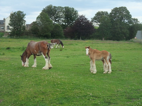 Clydesdale horses in Clydesdale