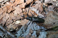 NHME - beetle with long antennae • <a style="font-size:0.8em;" href="http://www.flickr.com/photos/30765416@N06/5941309547/" target="_blank">View on Flickr</a>