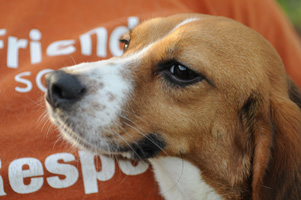 One of the rescued dog from the Great Beagle Escape