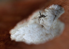 NHME - spider on mushroom • <a style="font-size:0.8em;" href="http://www.flickr.com/photos/30765416@N06/5970617139/" target="_blank">View on Flickr</a>