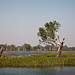 Yellow Water, Kakadu • <a style="font-size:0.8em;" href="https://www.flickr.com/photos/40181681@N02/5928182943/" target="_blank">View on Flickr</a>