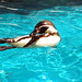 Penguin Swimming • <a style="font-size:0.8em;" href="http://www.flickr.com/photos/26088968@N02/5967628892/" target="_blank">View on Flickr</a>