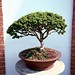 Bonsai • <a style="font-size:0.8em;" href="http://www.flickr.com/photos/26088968@N02/6018746021/" target="_blank">View on Flickr</a>