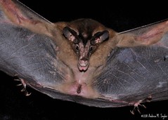 False Vampire bat/Spectral Bat
