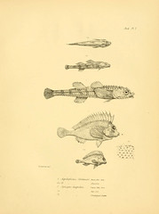 Anglų lietuvių žodynas. Žodis snailfish reiškia n zool. gleivys (žuvis) lietuviškai.