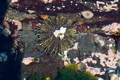 NHME - single urchin • <a style="font-size:0.8em;" href="http://www.flickr.com/photos/30765416@N06/5941320189/" target="_blank">View on Flickr</a>