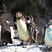 Penguin Pack • <a style="font-size:0.8em;" href="http://www.flickr.com/photos/26088968@N02/5967621798/" target="_blank">View on Flickr</a>