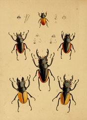 Anglų lietuvių žodynas. Žodis oriental beetle reiškia rytų vabalas lietuviškai.