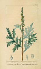 Anglų lietuvių žodynas. Žodis ambrosia artemisiifolia reiškia <li>ambrosia artemisiifolia</li> lietuviškai.