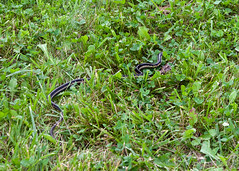 Tacco Cott - garder snake wanders by frog • <a style="font-size:0.8em;" href="http://www.flickr.com/photos/30765416@N06/5909861495/" target="_blank">View on Flickr</a>