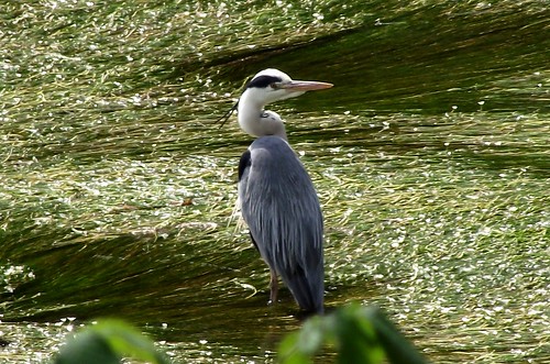 heron in the river clyde at crossford