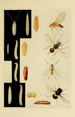 Anglų lietuvių žodynas. Žodis genus drosophila reiškia genties drosophila lietuviškai.