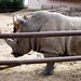 rhino • <a style="font-size:0.8em;" href="http://www.flickr.com/photos/26088968@N02/5962391939/" target="_blank">View on Flickr</a>