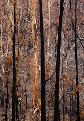 Australian bushfire • <a style="font-size:0.8em;" href="http://www.flickr.com/photos/44919156@N00/5960180839/" target="_blank">View on Flickr</a>