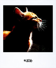 #Dailypolaroid #306 #fb • <a style="font-size:0.8em;" href="http://www.flickr.com/photos/47939785@N05/5985325627/" target="_blank">View on Flickr</a>