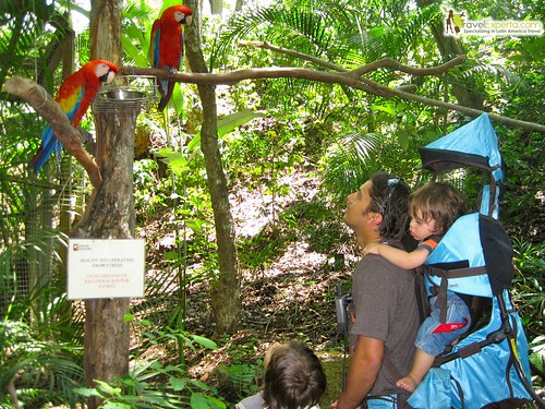 Macaw Mountain and Bird Rescue Center in Honduras
