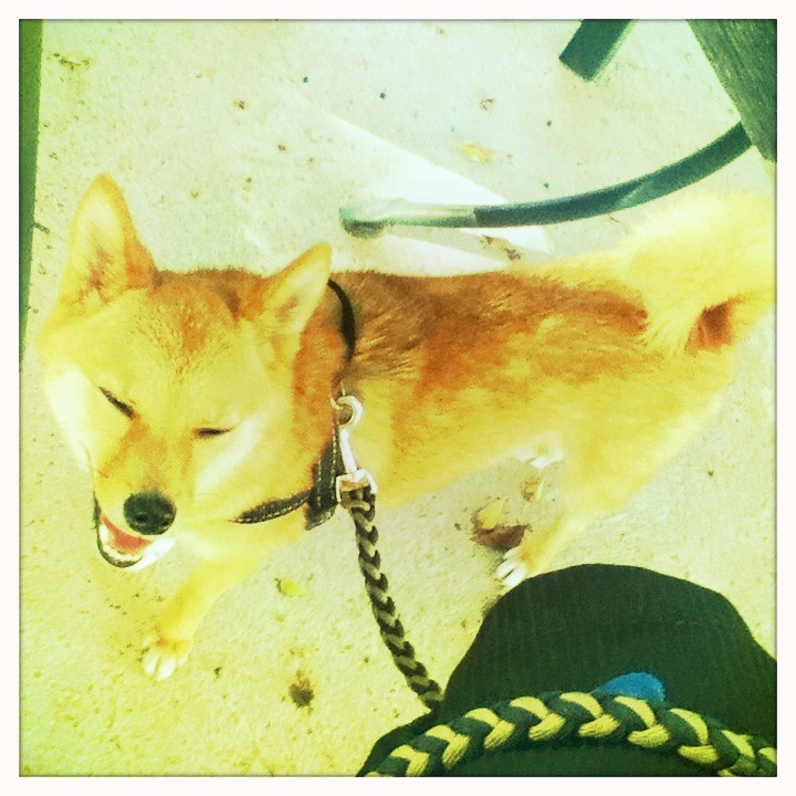 The Worlds Best Photos Of Adoption And Shiba Flickr Hive Mind