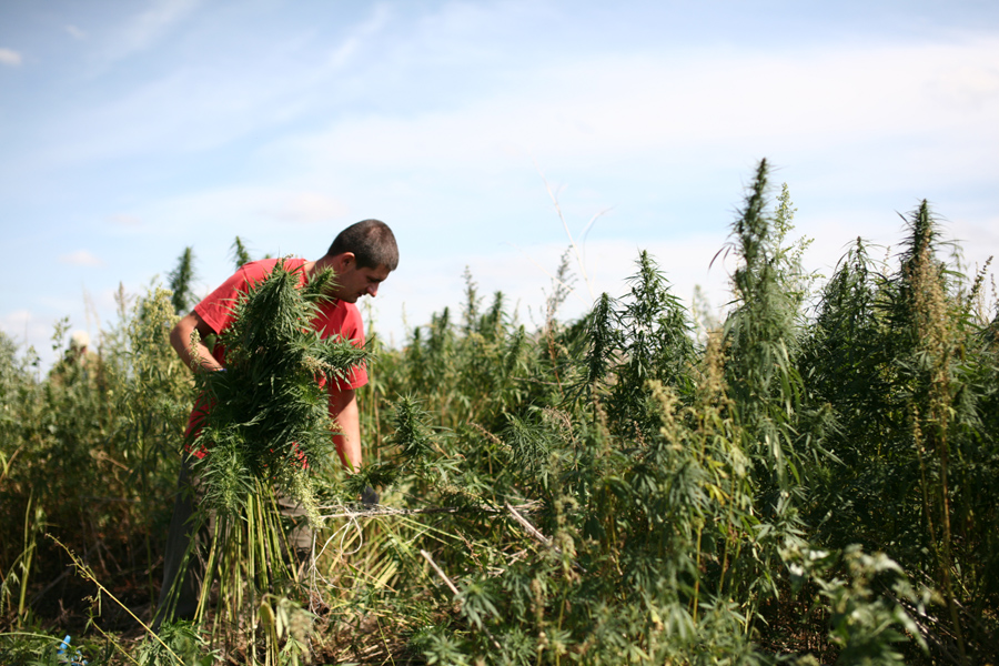 Репортаж о поле с марихуаной наркотик из колдакта