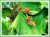 Licuala grandis (Vanuatu Fan Palm, Ruffled Fan Palm, Ruffled Lantan Palm, Palas Payung, Round-leaved/Large-leaved Licuala Palm)