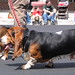 Basset Hound on Parade • <a style="font-size:0.8em;" href="http://www.flickr.com/photos/26088968@N02/5990115763/" target="_blank">View on Flickr</a>