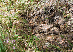 Pacific Western rattlesnake 2 • <a style="font-size:0.8em;" href="http://www.flickr.com/photos/30765416@N06/5910453358/" target="_blank">View on Flickr</a>