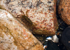 NHME - sm crab in water 2 • <a style="font-size:0.8em;" href="http://www.flickr.com/photos/30765416@N06/5941853074/" target="_blank">View on Flickr</a>