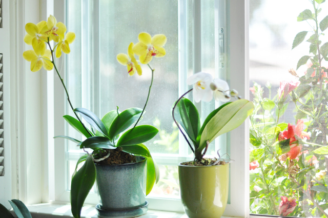 regrow orchids