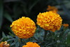 Marigolds by Jim, the Photographer, on Flickr