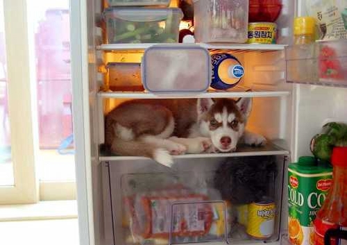 Husky In Hot Weather - Husky In Refrigerator