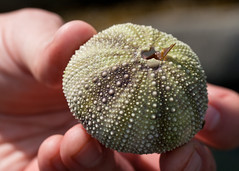 NHME - urchin in hand • <a style="font-size:0.8em;" href="http://www.flickr.com/photos/30765416@N06/5941272497/" target="_blank">View on Flickr</a>