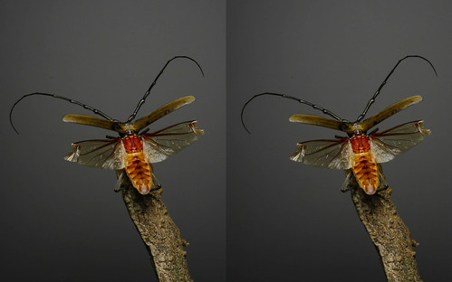 Massicus raddei, stereo parallel view
